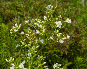 Napaea dioica - Glade Mallow - Native North American Wildflower