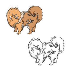 pomeranian drawing with line art. Simple design. You can change color you want. Vector illustration