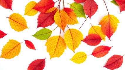 Obraz premium Fresh sweetgum leaves in yellow green and red hues on white backdrop, fallen, autumn