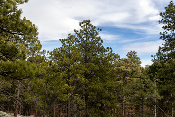 trees in the forest