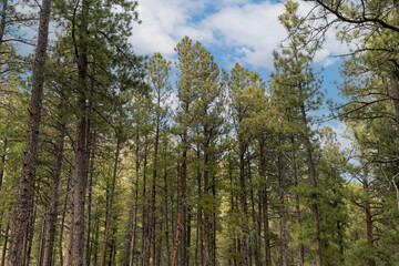 trees in the forest