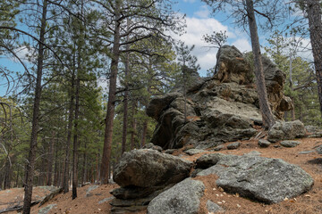tree on the rocks