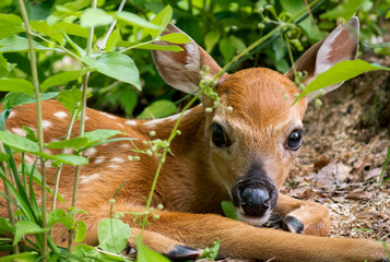 Deer