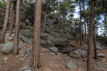 tree in the forest