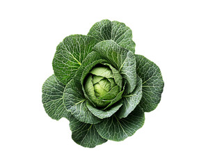 Fototapeta premium Fresh Green Cabbage on Transparent Background