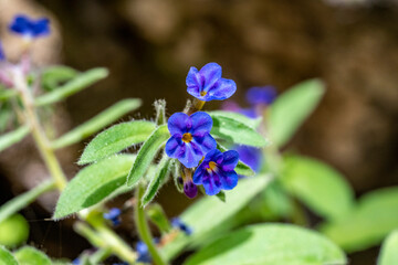 Pulmonaria, lungwort flowers of different shades of violet in one inflorescence. Honey plant of 
 Antalya, Turkey. The first spring flowers. Pulmonaria officinalis. Pulmonaria officinalis bloom.