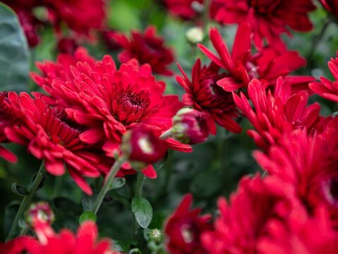 Chrysanthemum (dendranthema grandiflorum) red flowers with shallow DoF