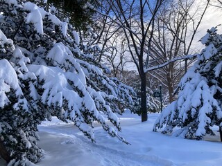 A snowy morning path. Snow-covered conifers on both sides of the road. A northern winter scene. Unprocessed. Not AI.