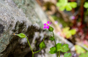Purple wild flower Herb-Robert geranium in the grass blurred bokeh background