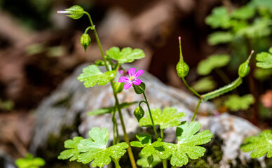 Purple wild flower Herb-Robert geranium in the grass blurred bokeh background