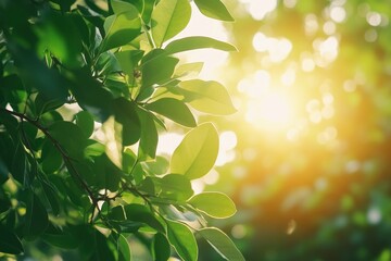 Obraz premium Sunlit Green Leaves: A Breath of Fresh Air