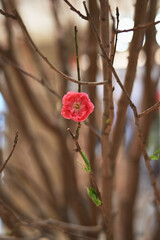 香港のお正月の桃の花