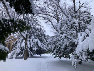 Fototapeta premium A snowy morning path. Snow-covered conifers on both sides of the road. A northern winter scene. Unprocessed. Not AI.