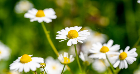 Fototapeta premium Marguerite daisy flower with green meadow as background