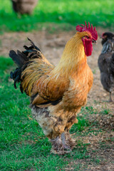 free range rooster chicken