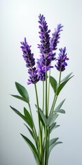 Naklejka premium A fragrant, flowering plant with purple blooms and silvery leaves