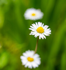 Obraz premium Marguerite daisy flower with green meadow as background