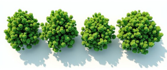 A cluster of trees with green foliage and shadows on a white background