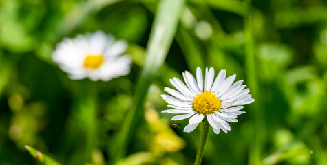 Wild daisy flowers growing on meadow, white chamomiles on green grass background. Oxeye daisy, Leucanthemum vulgare, Daisies, Dox-eye, Common
