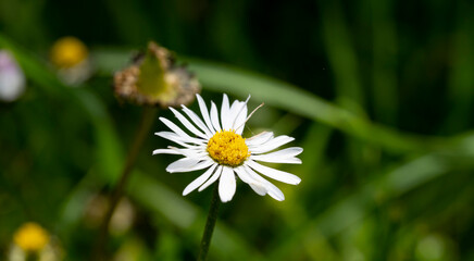 Obraz premium Wild daisy flowers growing on meadow, white chamomiles on green grass background. Oxeye daisy, Leucanthemum vulgare, Daisies, Dox-eye, Common