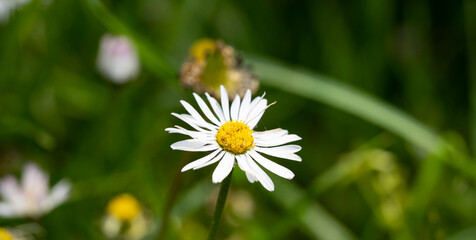Fototapeta premium Wild daisy flowers growing on meadow, white chamomiles on green grass background. Oxeye daisy, Leucanthemum vulgare, Daisies, Dox-eye, Common