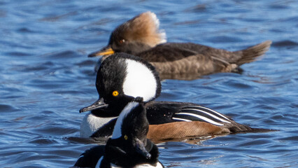 Hooded Merganser on the lake