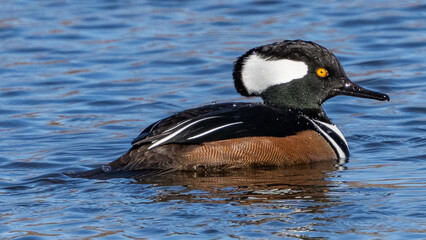 Hooded Merganser on the lake