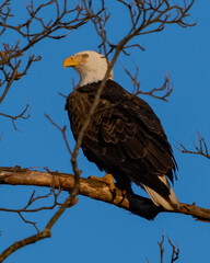 Bald eagle on a perch