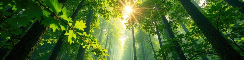 Obraz premium Forest canopy with sunlight filtering through, branches, filter