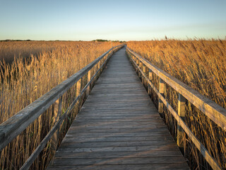 Fototapeta premium A wooden boardwalk stretches through a field of tall golden reeds, bathed in the warm glow of golden hour, creating a serene landscape in Barrinha os Esmoriz, Ovar, Portugal
