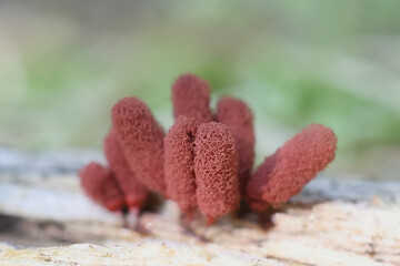 Arcyria major, also called Arcyria insignis var. major, a candy slime mold from Finland, no common...
