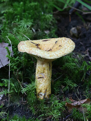 Lactarius repraesentaneus, known as northern bearded milkcap, northern milkcap, or  purple-staining milkcap, wild mushroom from Finland