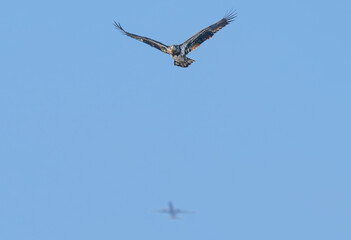 Juvenile bald eagle in flight.