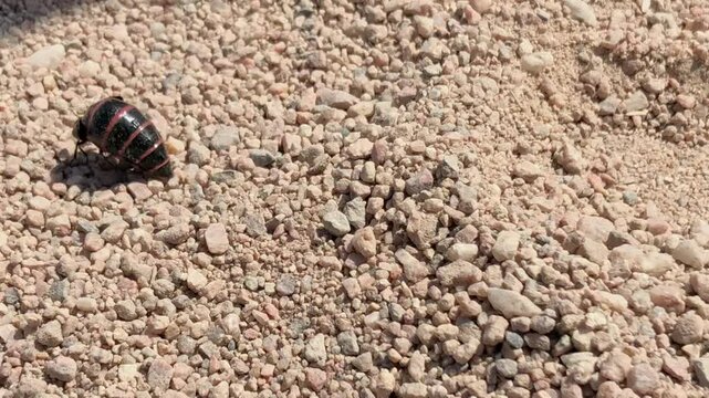 Black and Red Blister Beetle Running on Ground