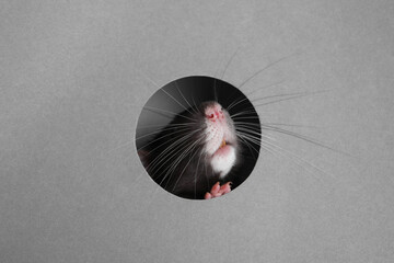 Cute rat looking through hole in grey paper sheet