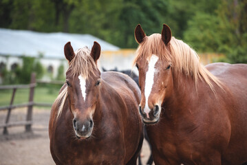 Fototapeta premium Portrait of two red draft horses with a white stripe on their foreheads in a paddock. Chestnut mares of the Novoolexandrian Draught breed standing together