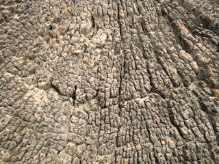 a very natural sharp wood photo from nature