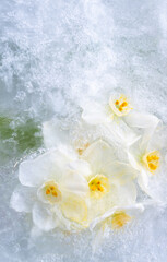 White Paper White Flowers Frozen in Ice
