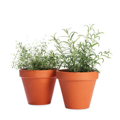 Aromatic herbs in pots isolated on white