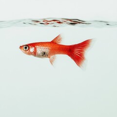 Obraz premium Vibrant Red Fish Swimming in Clear Water Tank