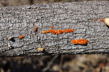 Red fungus growing on fallen tree log