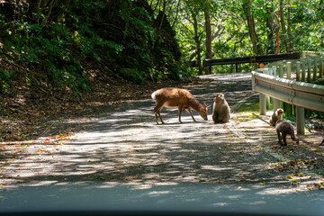屋久島の西部林道のヤクシカとヤクシマザル
