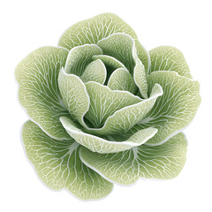Obraz premium Closeup of Lush Green Organic Cabbage Leaves in Minimalist Natural Setting