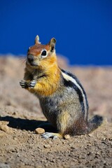 Chipmunk at the rim of a caldera partly filled by Crater Lake which is the main feature of Crater Lake National Park (south-central Oregon, western United States of America)