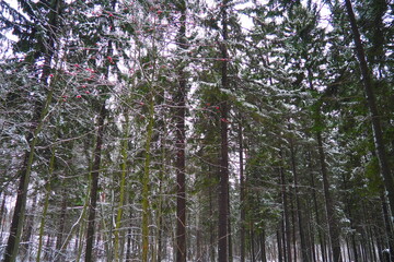 Fototapeta premium Spruce Picea is a coniferous evergreen tree of the Pine family Pinaceae. Evergreen trees. Common spruce, or Norway spruce Picea abies is widespread in northern Europe. Snowy winter coniferous forest