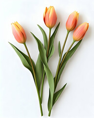 Fototapeta premium Vibrant Orange Tulip Illustration: A Close-Up View of Four Tulips