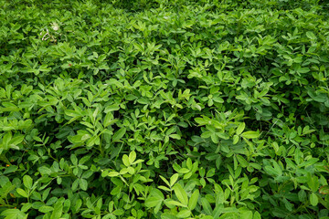 Obraz premium Green leaves in a bean plant garden