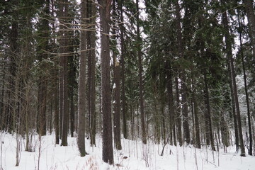 Fototapeta premium Spruce Picea is a coniferous evergreen tree of the Pine family Pinaceae. Evergreen trees. Common spruce, or Norway spruce Picea abies is widespread in northern Europe. Snowy winter coniferous forest