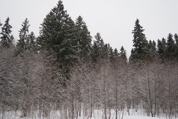 Fototapeta premium Spruce Picea is a coniferous evergreen tree of the Pine family Pinaceae. Evergreen trees. Common spruce, or Norway spruce Picea abies is widespread in northern Europe. Snowy winter coniferous forest