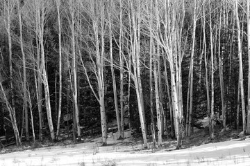 Horsethief Park in Colorado